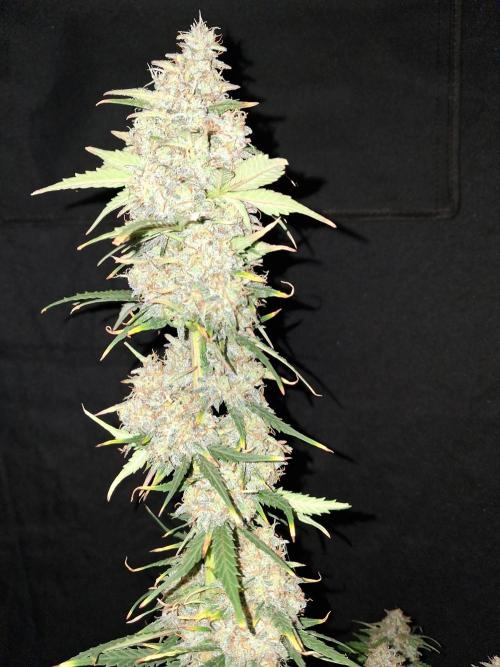 Love growing weed. Week 9