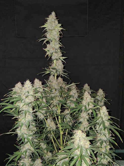 Love growing weed. Week 9