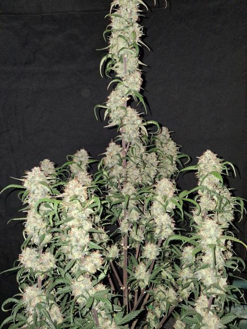 Love growing weed. Week 9