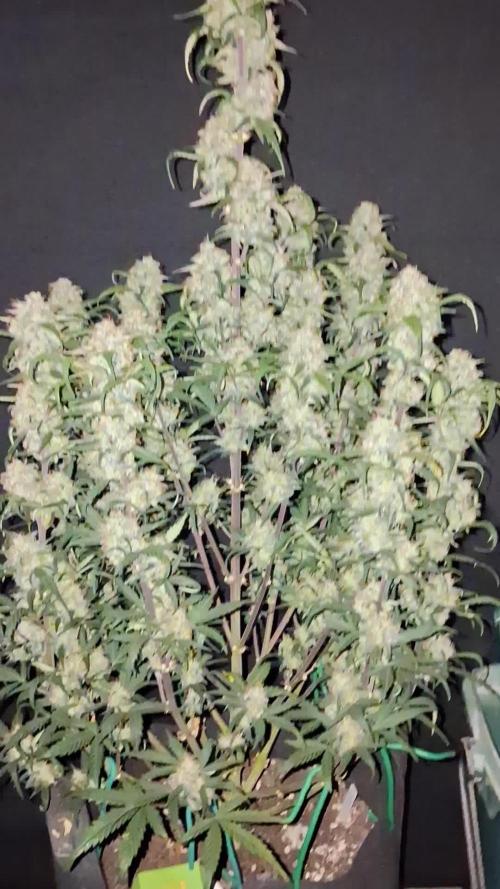 Love growing weed