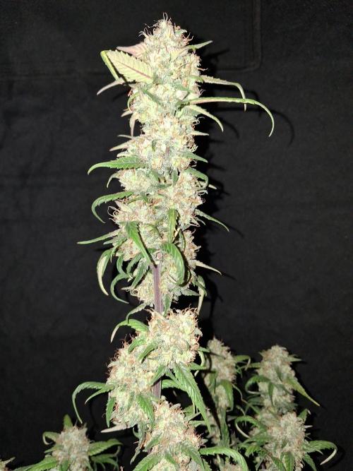 Love growing weed. Week 9