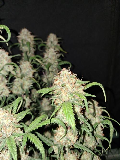 Love growing weed. Week 9