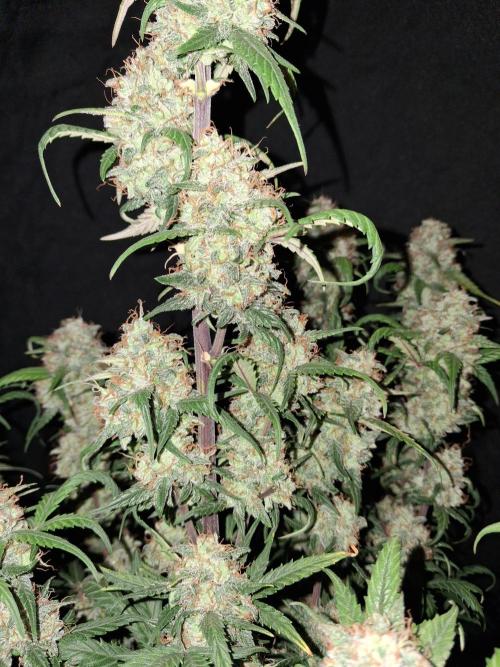 Love growing weed. Week 9