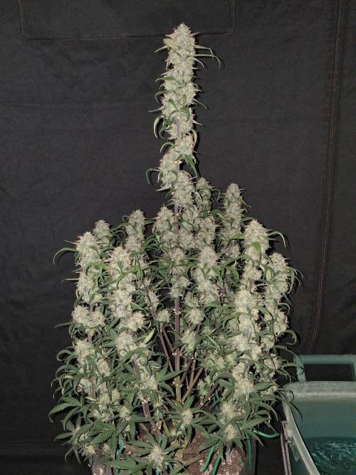Love growing weed. Week 9