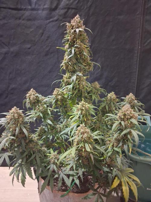 Love growing weed. Week 9