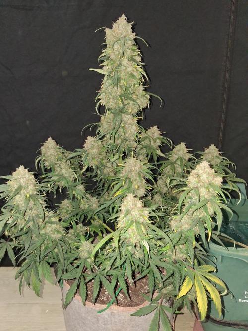 Love growing weed. Week 9