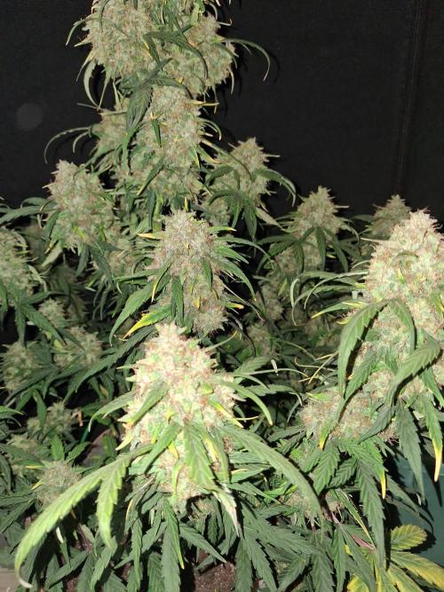 Love growing weed. Week 9