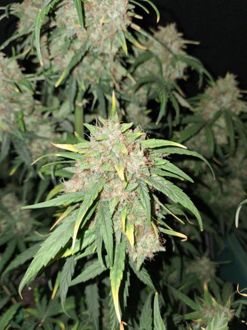 Love growing weed. Week 9