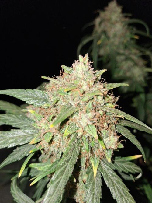 Love growing weed. Week 9