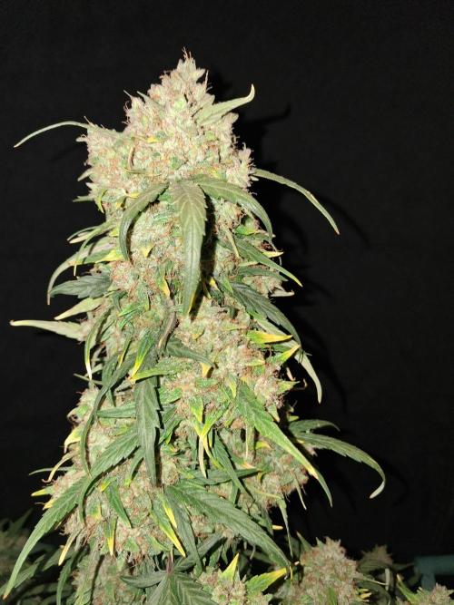 Love growing weed. Week 9
