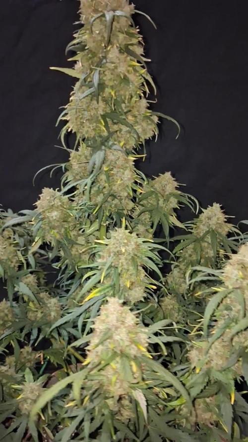Love growing weed