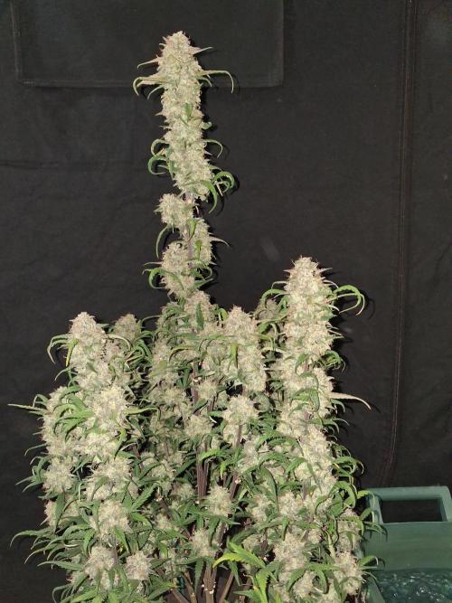 Love growing weed. Week 10