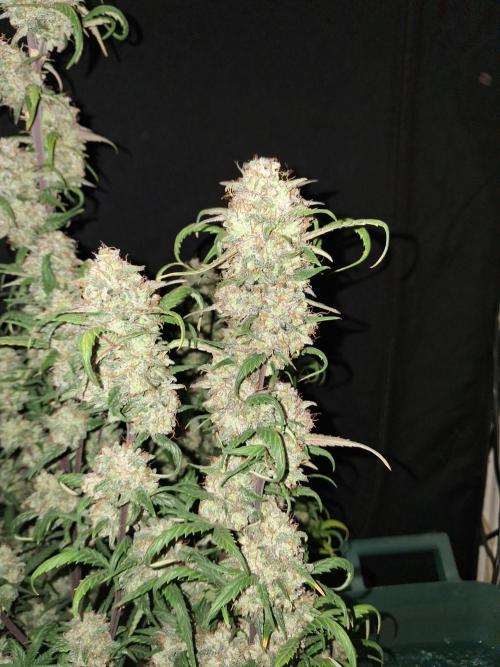 Love growing weed. Week 10
