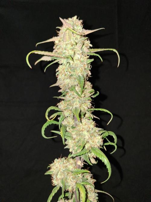 Love growing weed. Week 10