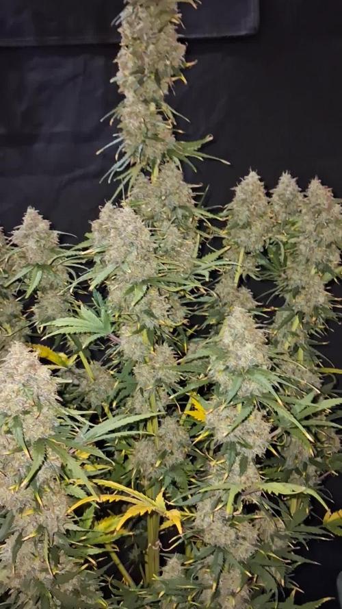 Love growing weed