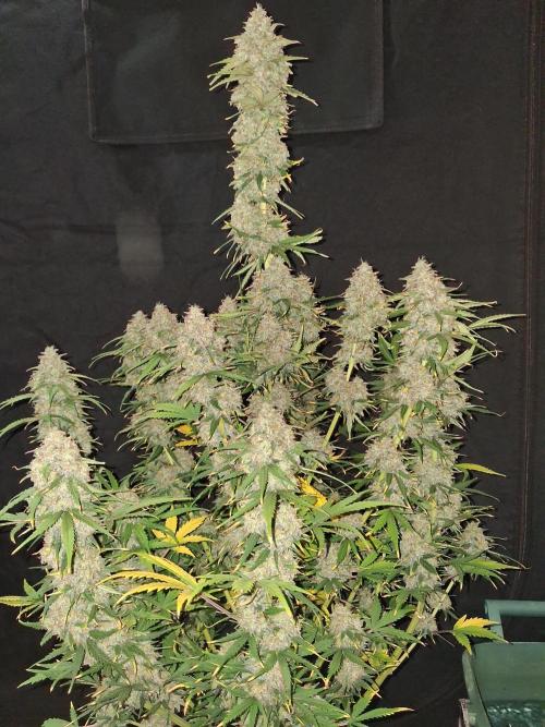 Love growing weed. Week 10