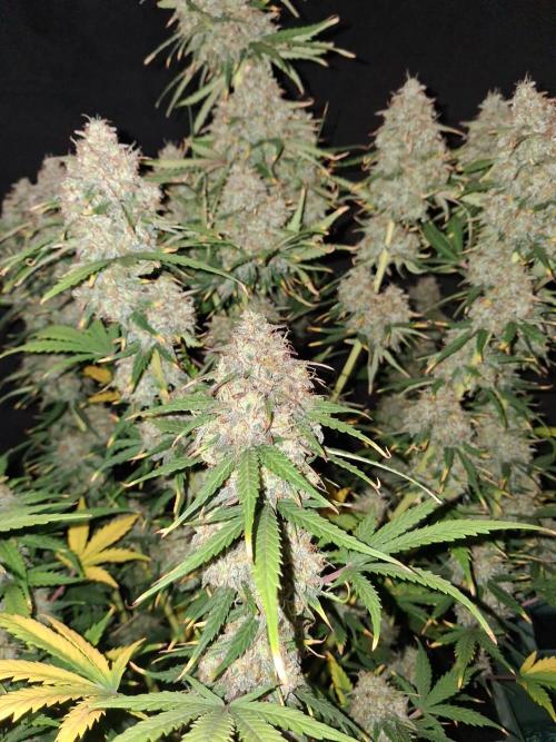 Love growing weed. Week 10