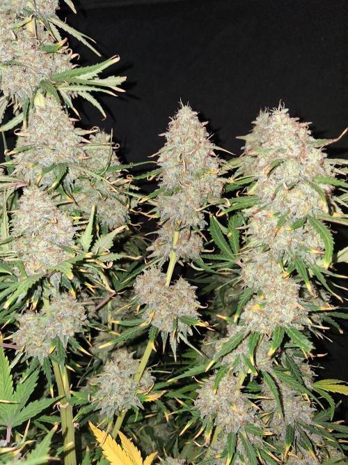 Love growing weed. Week 10