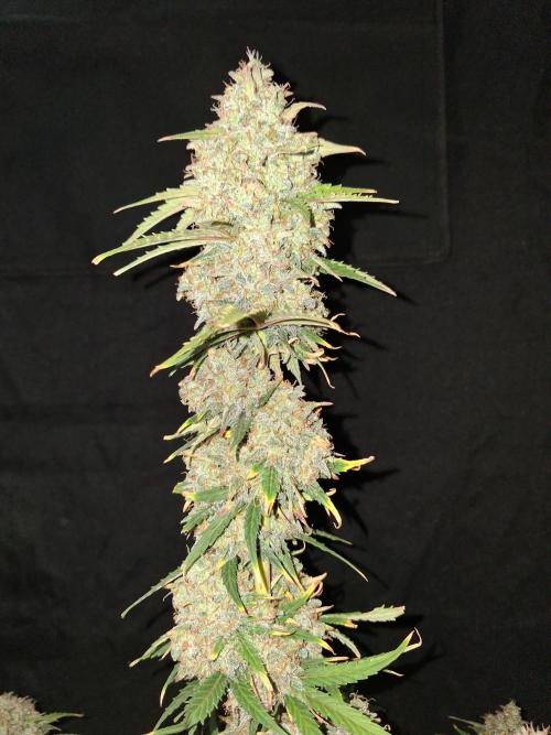 Love growing weed. Week 10