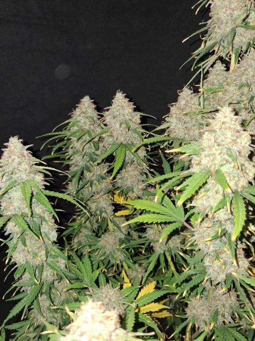 Love growing weed. Week 10