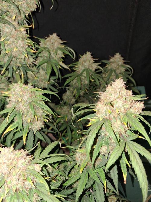 Love growing weed. Week 10