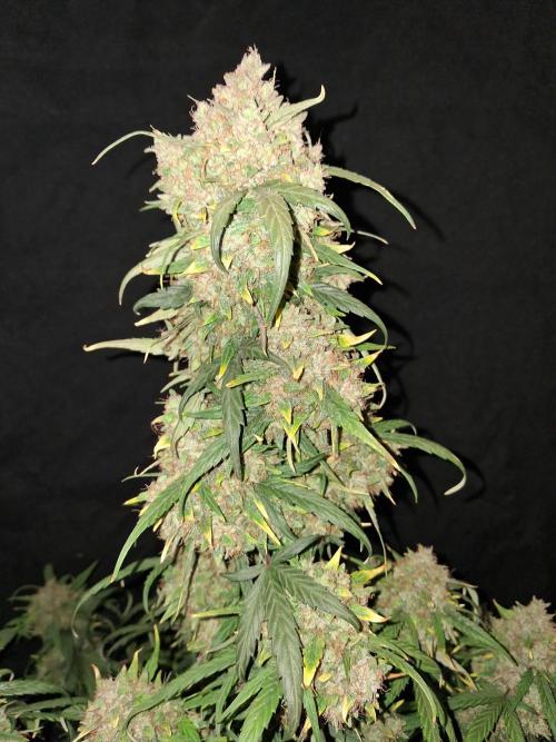 Love growing weed. Week 10