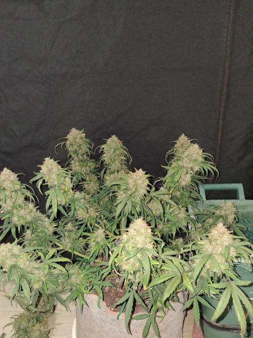 Love growing weed. Week 10