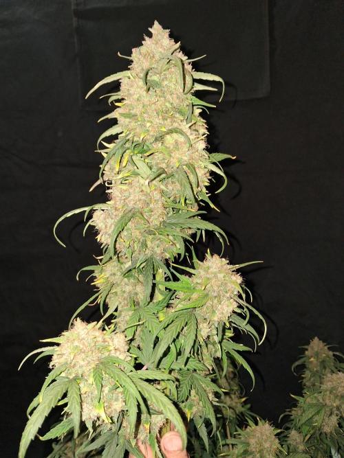 Love growing weed. Week 10