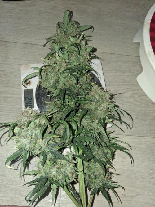 Love growing weed. Week 10