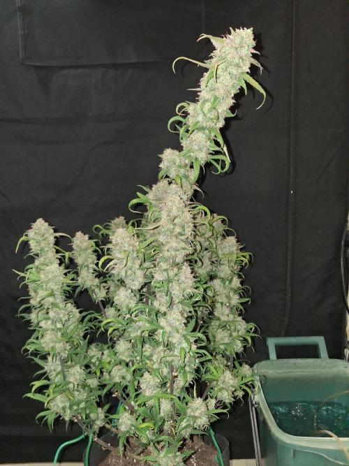 Love growing weed. Week 11