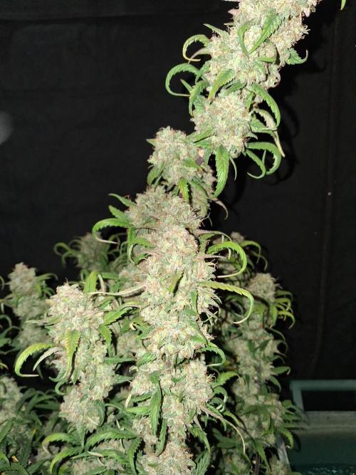 Love growing weed. Week 11
