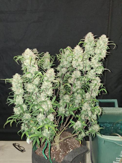 Love growing weed. Week 11