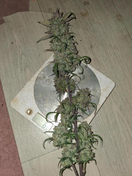 Love growing weed. Week 11