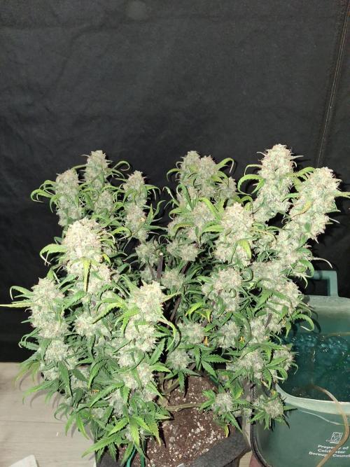 Love growing weed. Week 11