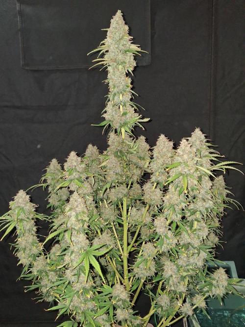 Love growing weed. Week 11