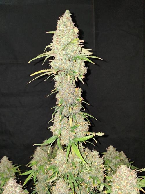 Love growing weed. Week 11