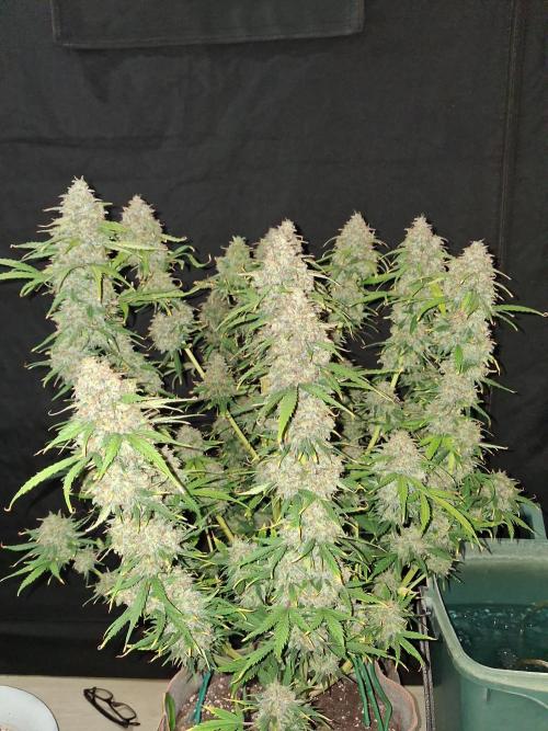 Love growing weed. Week 11