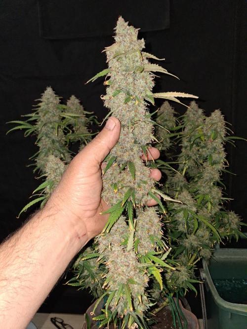 Love growing weed. Week 11