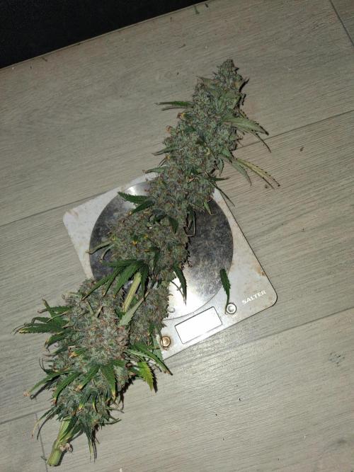 Love growing weed. Week 11