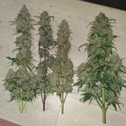 Love growing weed. Week 11