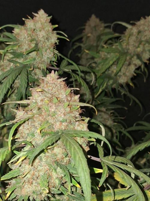Love growing weed. Week 11