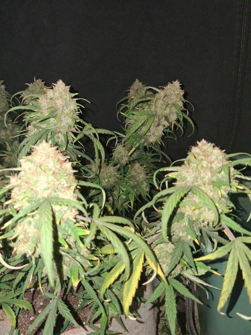 Love growing weed. Week 11