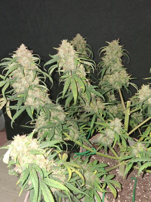 Love growing weed. Week 11