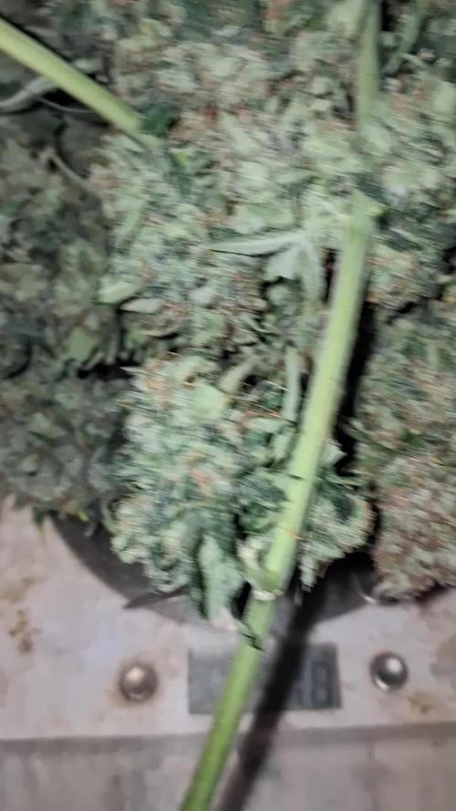 Love growing weed