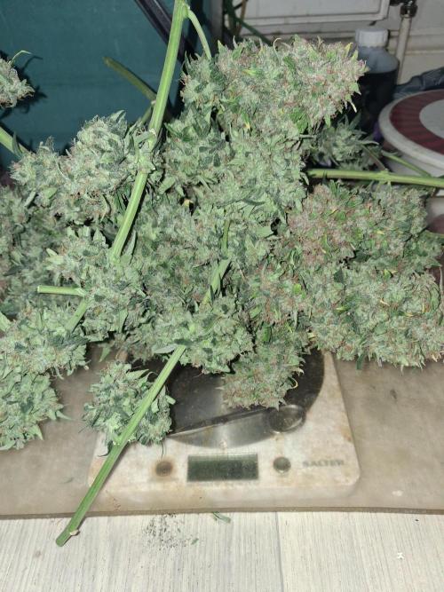 Love growing weed. Week 11