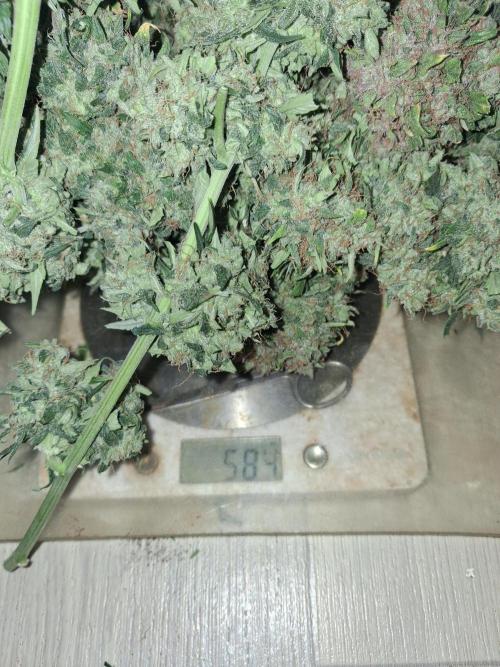 Love growing weed. Week 11