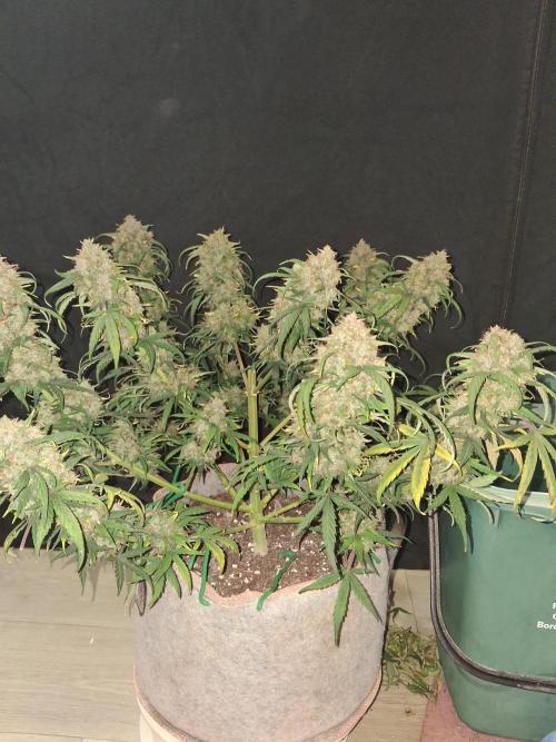 Love growing weed. Week 11
