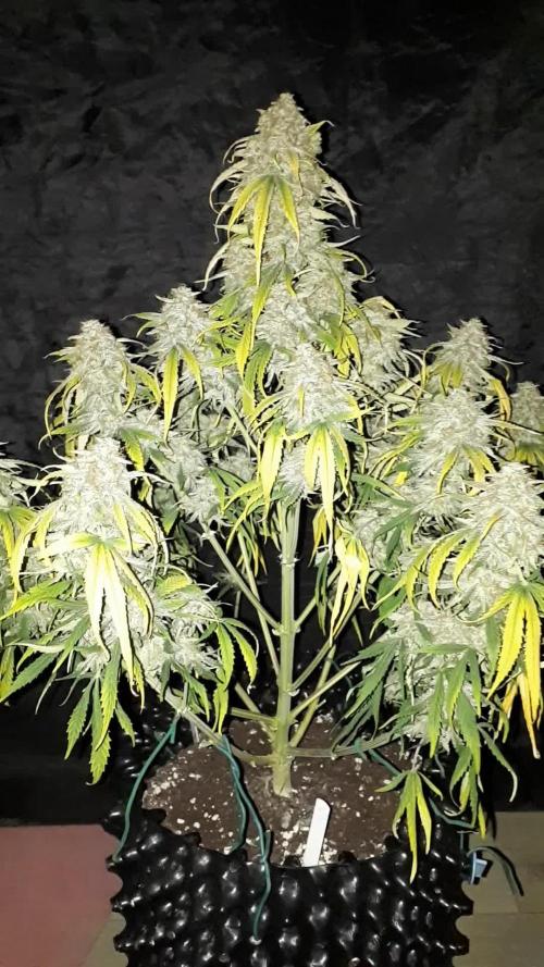 2nd plant 