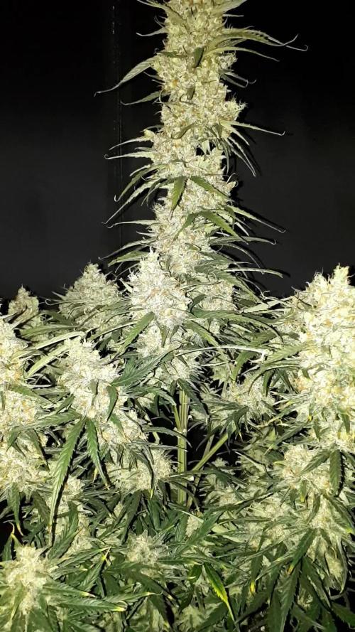Love growing weed