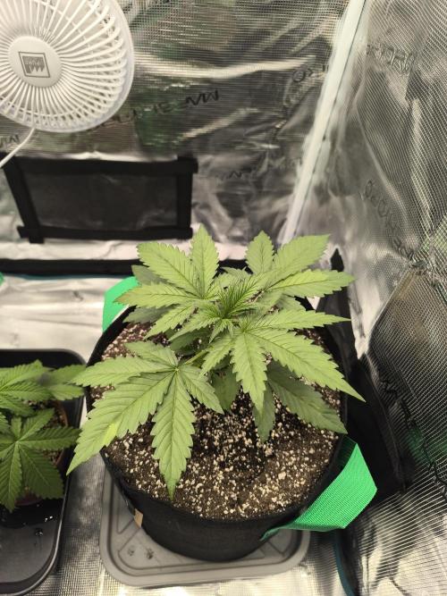 Grow Tent 70x70x160cm (2.3'x2.3'x5.3'). Week 2